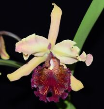 Cattleya dowiana dark for sale  Great Neck