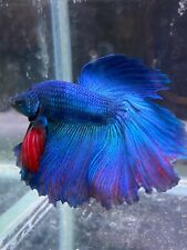 Betta siamese fighting for sale  UK