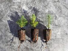 Norway spruce xmas for sale  SHIFNAL