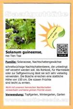 Solanum guineense hei gebraucht kaufen  Dresden