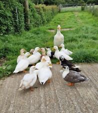 Call duck hatching for sale  CHULMLEIGH