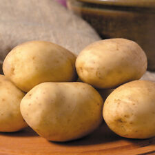 Maris piper seed for sale  NEWRY