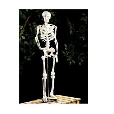 Menschliches skelett anatomie gebraucht kaufen  Neumarkt i.d.OPf.