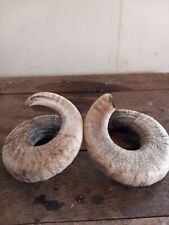 Hardwick rams horns for sale  GLOUCESTER