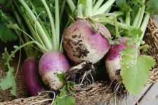 Organic turnip purple for sale  SALISBURY