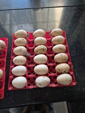 turkey hatching eggs for sale  BLACKWOOD