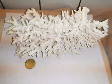 Weiße koralle natürliche gebraucht kaufen  Sternberg