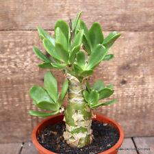 A9277 TYLECODON PANICULATUS pot12-H15-W5,5 cm MaMa Cactus for sale  Shipping to South Africa