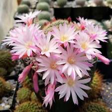 Rebutia narvaecensis cactus for sale  Fallbrook