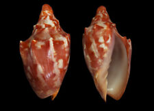 Seashell : Cymbiola aulica aulica  98.8 mm  F+++ / Gem  (from Philippines) for sale  Shipping to South Africa