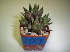 109 haworthia hybrid for sale  El Cajon