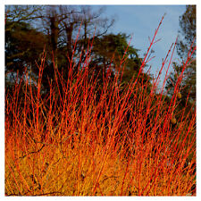 Cornus sanguinea winter for sale  Shipping to Ireland