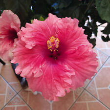 Hibiscus pink tery. for sale  Shipping to Ireland