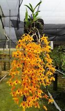 Dendrobium chanthaboon sunrise for sale  Miami