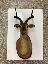 Testa trofeo antilope usato  Rho