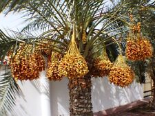 Medjool date palm for sale  Morongo Valley
