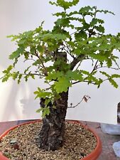 Pre bonsai esemplare usato  Siracusa