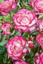 Climbing rose handel for sale  MARCH