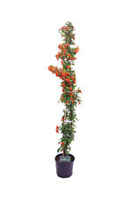 Pianta di Pyracantha Bacche Arancione Agazzino pianta vera rampicante da esterno usato  Santeramo In Colle