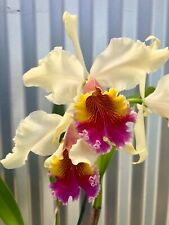 Cattleya triumphans orchid for sale  USA