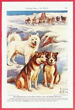 1941 dog print for sale  Willington