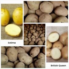 Seed potatoes easy for sale  HARLOW