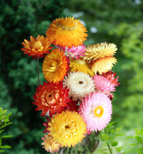 500 samen strohblume gebraucht kaufen  Stralsund-Umland I