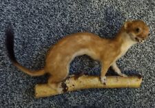 Weasel driftwood base for sale  MARLOW