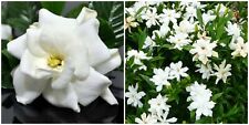 Frost proof gardenia for sale  Homestead