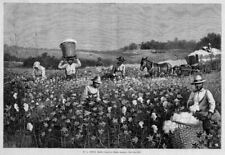 Cotton field negroes for sale  New London
