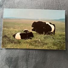 Vintage postcard belted for sale  BRADFORD