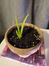 Aloe vera live for sale  New Milford