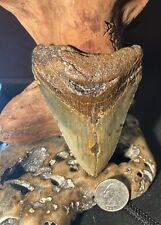 Megalodon fossil giant for sale  Wilmington