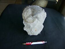 Saynella clypeiformis d'occasion  Cognin