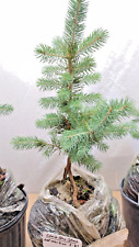 Root rock bonsai. for sale  La Grande