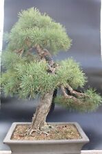 Pinus sylvestris specimen for sale  Shipping to Ireland