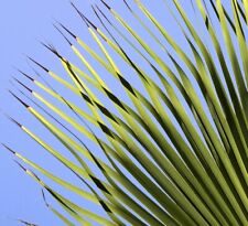 Washingtonia robusta usato  Napoli