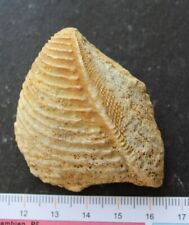 Bivalve fossile trigonia d'occasion  Moyon