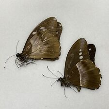 Butterfly papilio sjoestedti for sale  READING