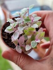 Callisia repens pink for sale  SOUTHEND-ON-SEA
