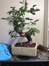 Bonsai tree big for sale  Kansas City