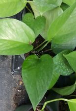 Jade green pothos for sale  Homestead