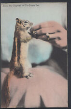 Animals postcard jimmy for sale  WATERLOOVILLE