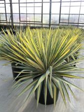 Yucca filamentosa color gebraucht kaufen  Wuppertal
