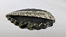 Pendentif fossile orthoceras d'occasion  Bourg-de-Péage
