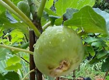 Fichi del salento. usato  Bologna