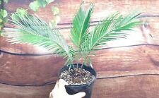 King sago palm for sale  Seffner
