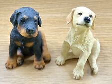 Fraser creations puppies for sale  BRISTOL
