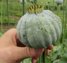 Papaver Somniferum ( THE GIANT) **florists poppy** ~ 3000 - 3300 seeds (1g+) for sale  Shipping to South Africa