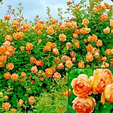 Roses flower rose for sale  Marietta